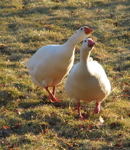 Aggressive Watch Geese