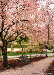 Under the Cherry Blossom Tree