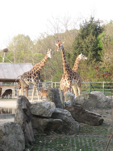 Giraffes At Seoul Zoo