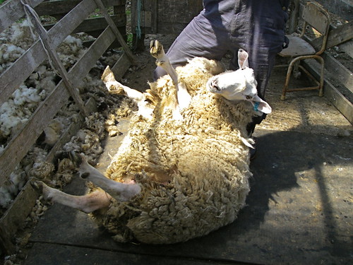 Sheep shearing