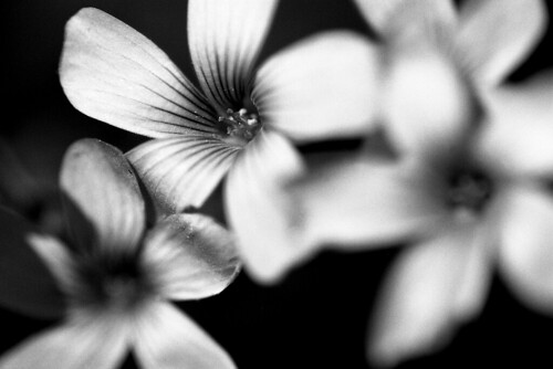 black and white photos of flowers. Black and White, Flowers,