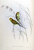 Warbling Grass-Parakeet (aka Budgie)