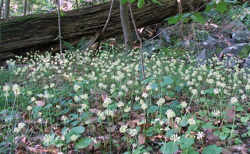 ramp flowers (allium tricoccum)