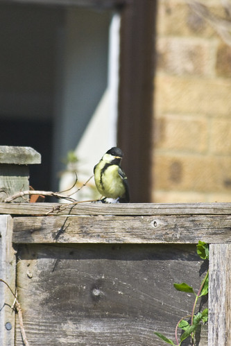 Baby Great Tit