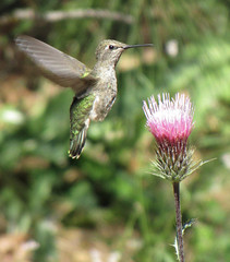 anna's hummer & anderson's thistle