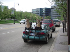 Deer on a Car?