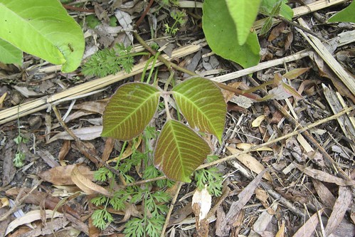 pictures of poison ivy plant. poison ivy plant images.