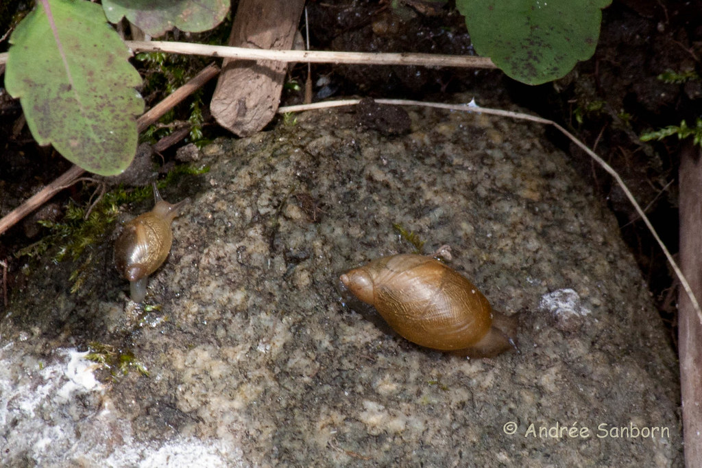 Terrestrial Gastropod (land snail)-1.jpg
