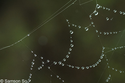 蛛網上水珠 Water droplets on spider net