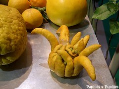 Citron main de Bouddha - Salon de l'agriculture