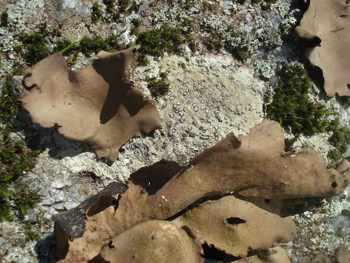 rock tripe, Umbilicaria mammulata