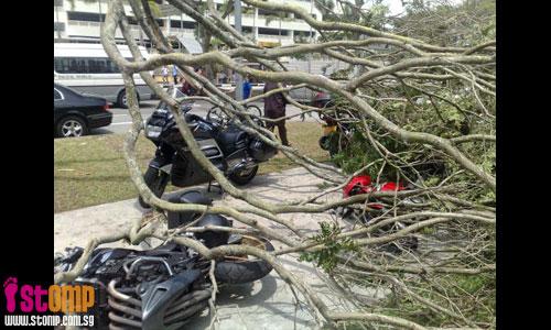 Tree falls on bikes near Tampines interchange