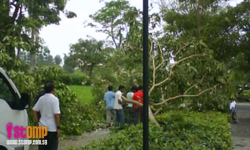 Over 30 trees at Jurong West parks uprooted in thunderstorm