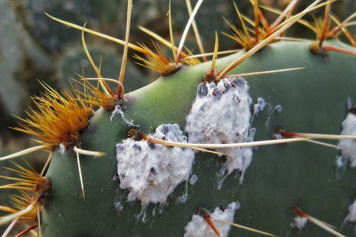 Cochineal insects on cactus