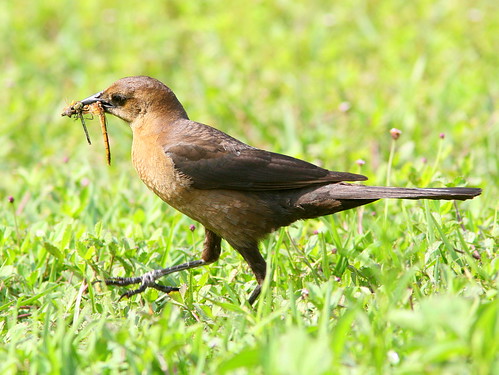 Female Boat-tailed Grackle lWith Dragonfly 20090410