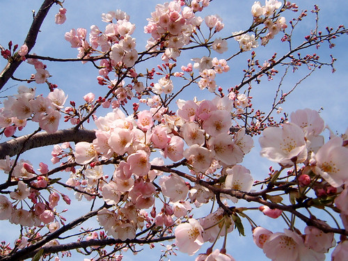 Early sakura Japan cherry tree flower