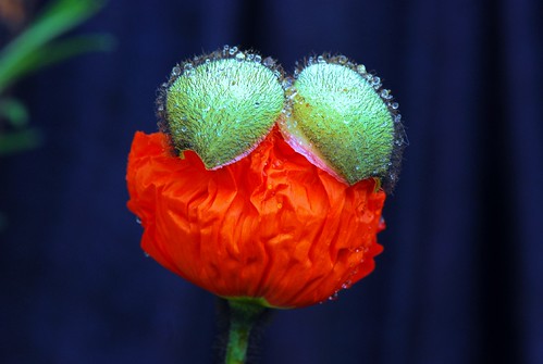 A spring poppy unfolding to bloom