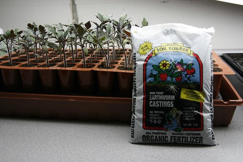 Seedlings Gardening Tomato