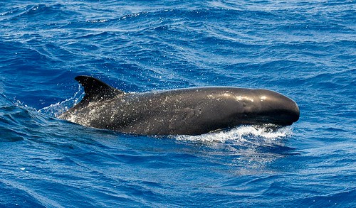  of persistent organic pollutants in false killer whales in Hawaii.