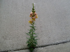 A flower grows on a patio