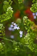 Verbena and Lepidium wildflowers