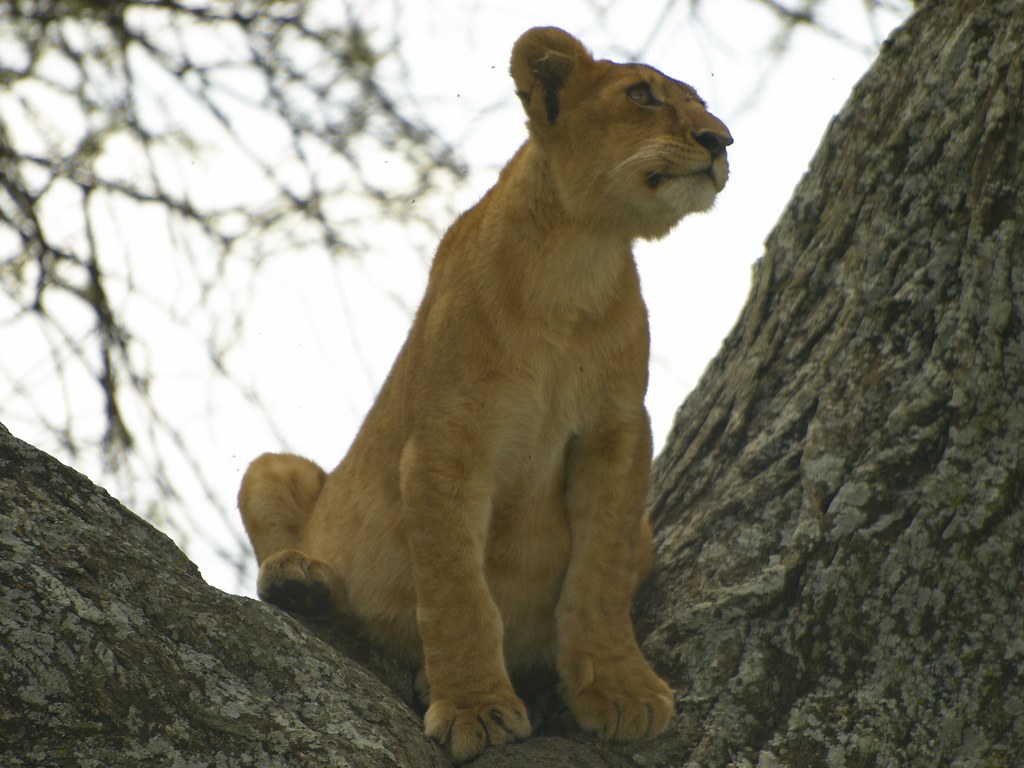 Dia quinto - 8 de mayo - Sentir el Serengeti - En busca de la gran migración (5)