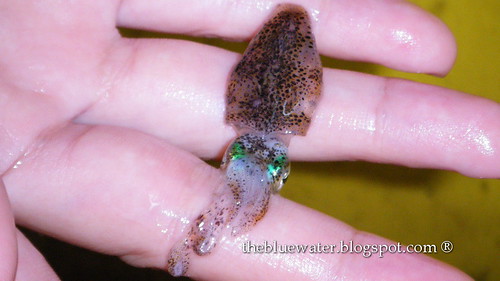 KelongAcheh Baby Cuttlefish