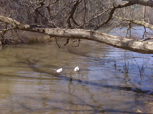 Beaver Lake Ducks
