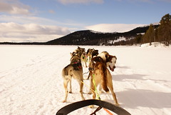 Dogsleding On Lake Fefor Norway