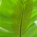 Giant Leaf