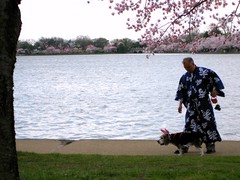 Man in Kimono with Dog in Bunny Ears by Tidal Basin at the Cherry Blossom Festival
