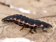 Nyctophila reichii (larva)