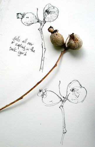 Nature drawings--galls