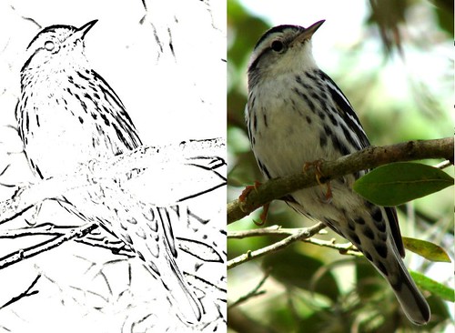 Black and White Warbler and coloring page