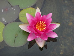 Flowers of Soka - Pink Lotus