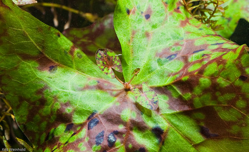Nymphaea micrantha