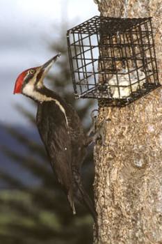 Pileated Woodpecker chows on Suet