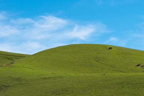 Blue sky, green hill, and a cow! | Flickr - Photo Sharing!