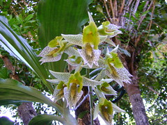 Orquídea 17