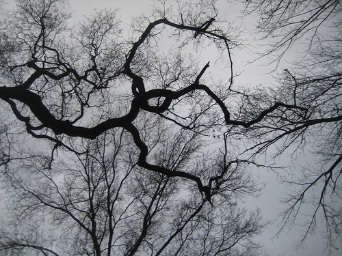 oak tree silhouette ideas for 