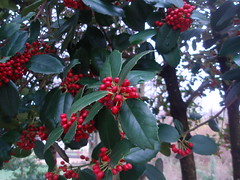 holly berries (1)