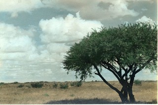 Southern Rhodesia Africa 1953 Acacia