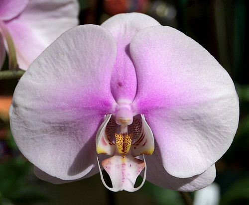 Missouri Botanical Garden (Shaw's Garden), in Saint Louis, Missouri, USA - orchid 2