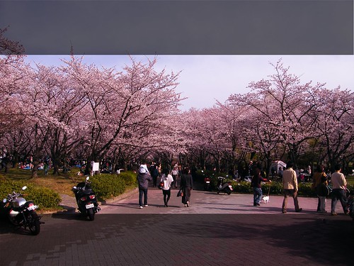 Hanami at Heiwa Koen - Sakuras at Heiwa Park