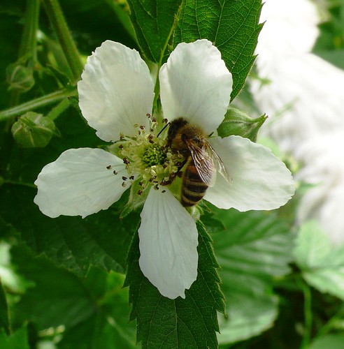 Blackberry with bee