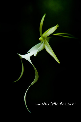 ghost orchid black 2 copy