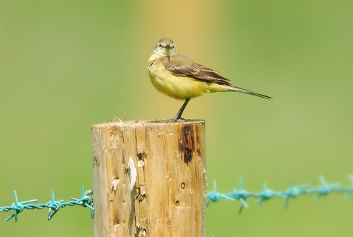 Yellow Wagtail (Motacilla flava) Female on a Fence Post with Blue Barbed Wire at RSPB Saltholme