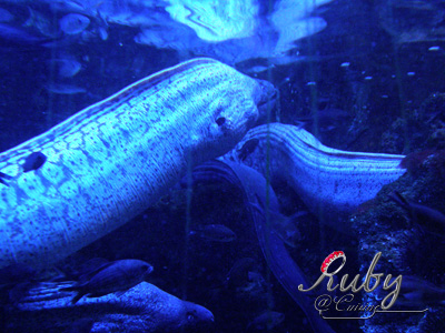 Monaco_aquarium_eel
