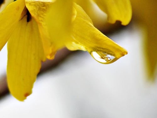Yellow Raindrop
