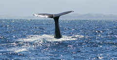 sperm whale